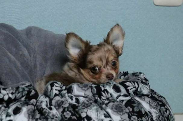 Welpen Bilder !-Beitrag-Bild