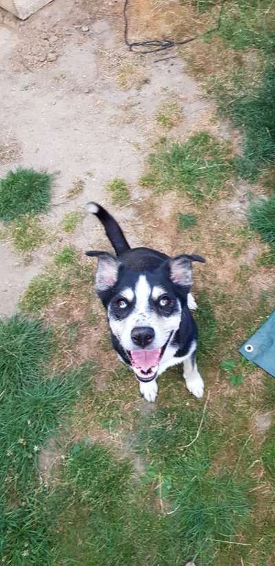 Mischlingshunde Foto Aufruf-Beitrag-Bild