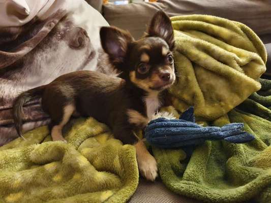 Welpen Bilder !-Beitrag-Bild