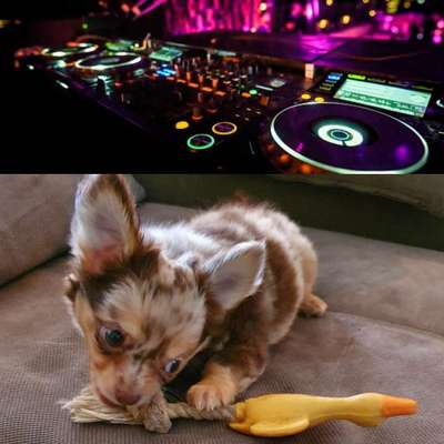 Wie heißt dein Hund?-Beitrag-Bild