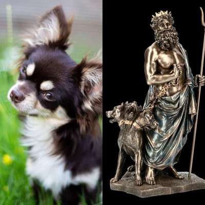 Wie heißt dein Hund?-Beitrag-Bild