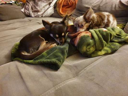 BIG LOVE :) mit 2 Hunden❣️-Beitrag-Bild