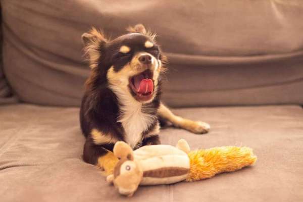 Wo sind die Chihuahua Besitzer ?-Beitrag-Bild