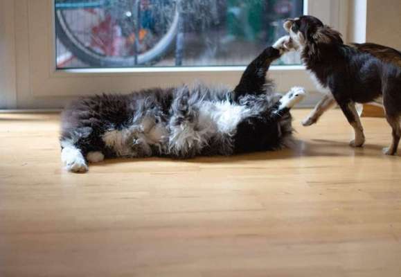 Hund und Katz Momente-Beitrag-Bild