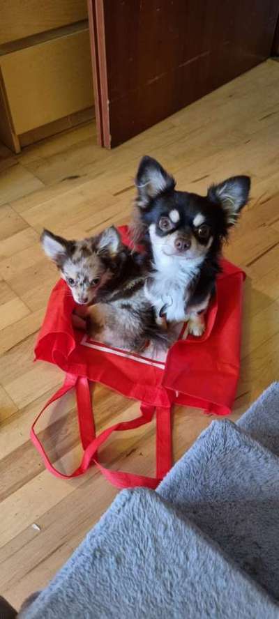 Mehrere Hunde zuhause !-Beitrag-Bild