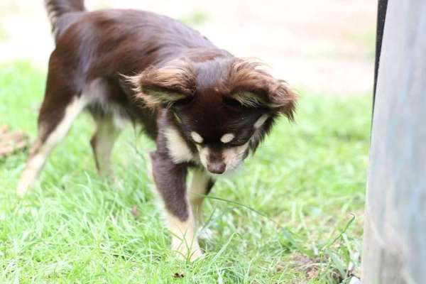 Lieblingsbild von euren Hunden?-Beitrag-Bild