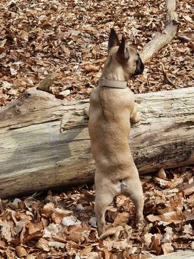 Die Dogorama Kalender Challenge Teil 1/4-Beitrag-Bild