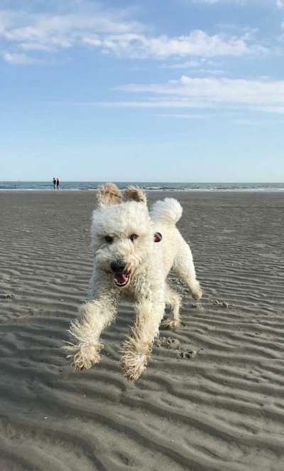 Challenge Nr. 16         Dynamik - Dein Hund in Bewegung-Beitrag-Bild