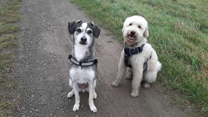 Bester Freund, Hundekumpel - zeigt her!-Beitrag-Bild