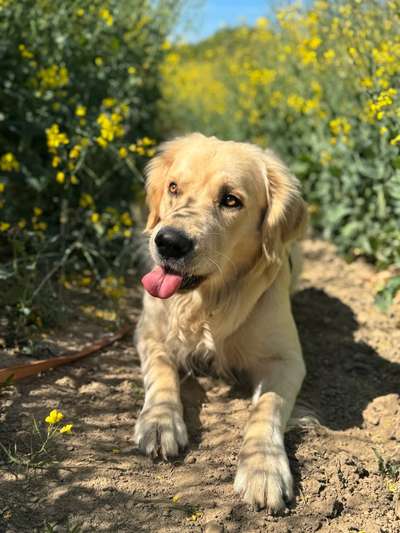 Hundetreffen-Spaziergänge und Trainingspartner-Bild