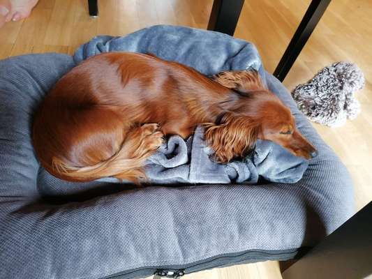 Gewicht/Dackel-Beitrag-Bild
