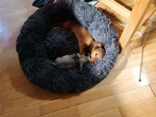 Welpen Bilder !-Beitrag-Bild