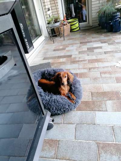 Welpen Bilder !-Beitrag-Bild