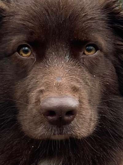 Hunde Porträt (Portrait) Galerie....-Beitrag-Bild