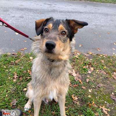 Hundetreffen-Hundekumpel mit Garten gesucht-Bild