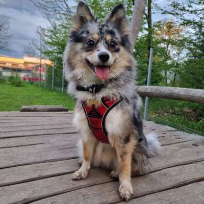 Pomsky-Beitrag-Bild