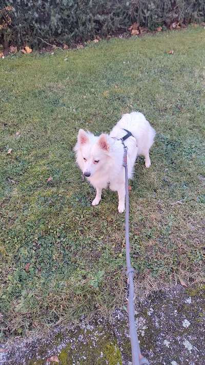 Spitz--Zwergspitz--kleinspitz---mittelspitz----Großspitz--Wolfsspitz-Beitrag-Bild