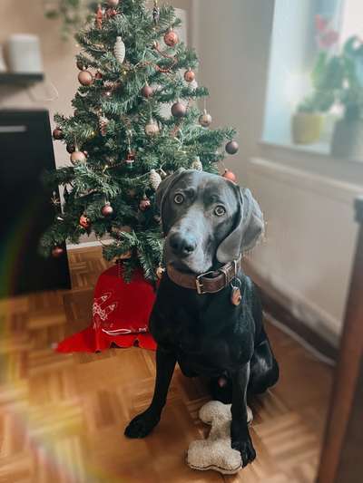 Dogorama Photo Challenge - Bescherung-Beitrag-Bild