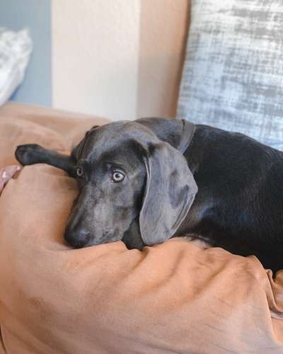 Hunderunde-Beitrag-Bild