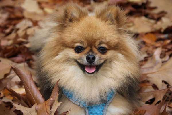 Dogorama Photo Challenge - Gassipause-Beitrag-Bild