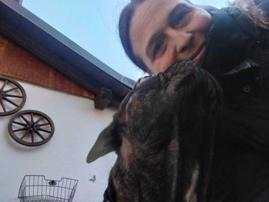 Französische Bulldoggen-Beitrag-Bild