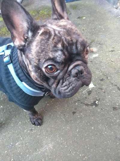 Französische Bulldoggen-Beitrag-Bild