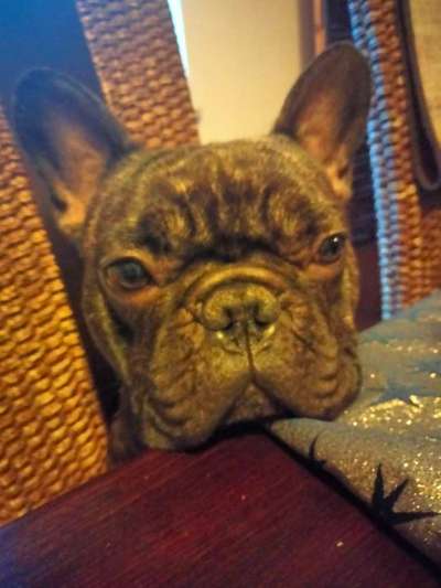 Französische Bulldoggen-Beitrag-Bild