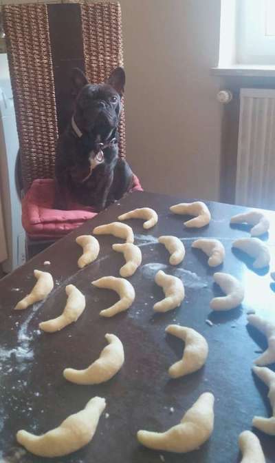 Französische Bulldoggen-Beitrag-Bild