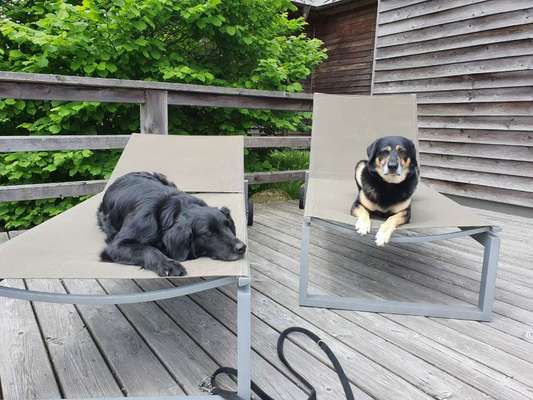 Die Dogorama Wochen Challenge: “Dein Hund im Urlaub”-Beitrag-Bild