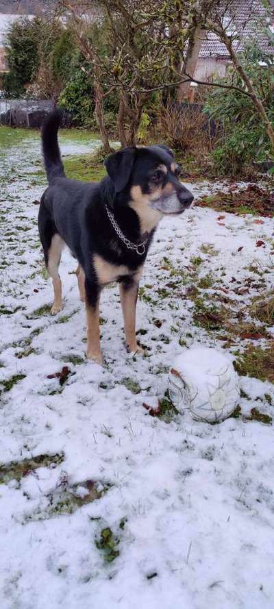 Alles rund um den Schäferhund, diskutieren erwünscht.-Beitrag-Bild