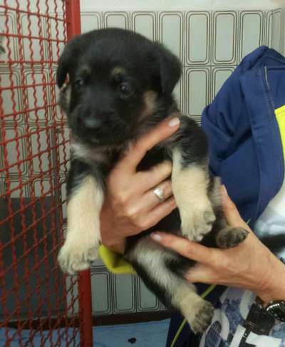 Welpen Bilder !-Beitrag-Bild