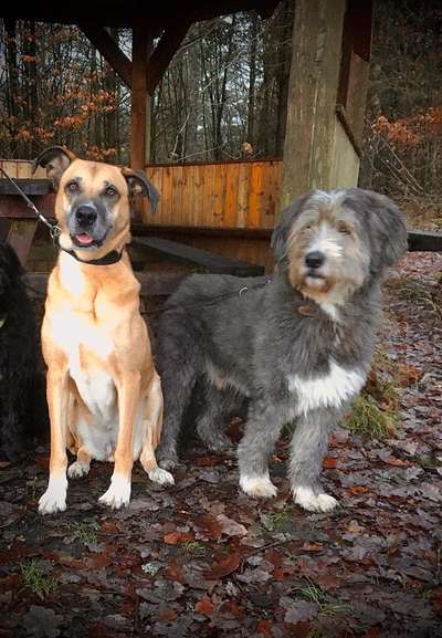 Herdenschutzhunde-Beitrag-Bild