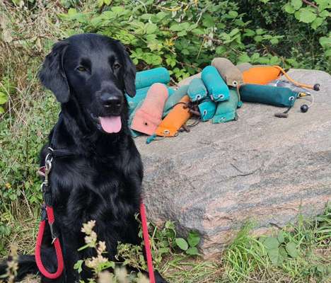 Hunderunde-Beitrag-Bild