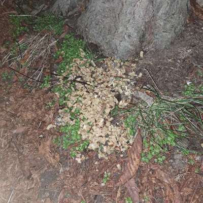 Giftköder-Hundeköder-Bild