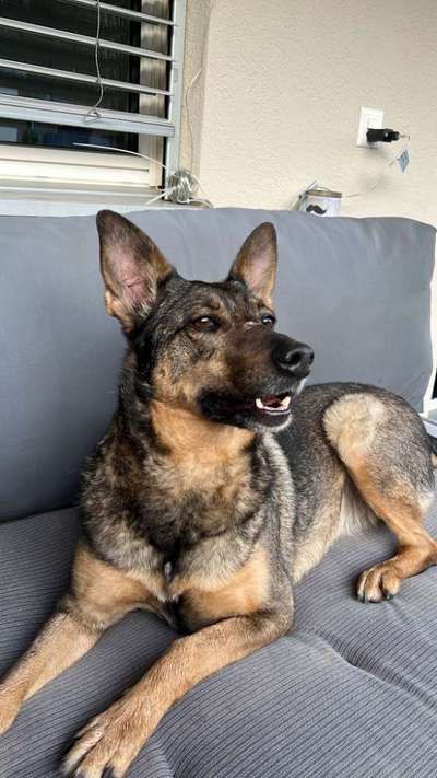 Hundetreffen-Spiel und Gassi Partner gesucht-Bild