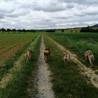 Hundetreffen-gemütliche Gassirunde-Bild