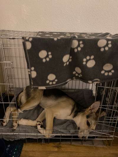 Bis zu welchem Alter soll ein Welpe nachts in der Box schlafen?-Beitrag-Bild