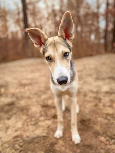 Die besten Hundeblicke 🐾❤️-Beitrag-Bild