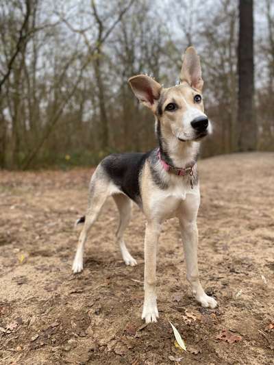 Zeigt her eure Junghunde :)-Beitrag-Bild