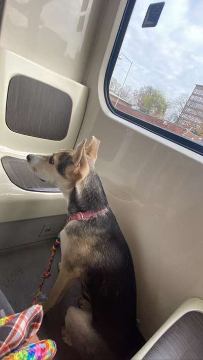 Wie groß waren eure welpen ?-Beitrag-Bild