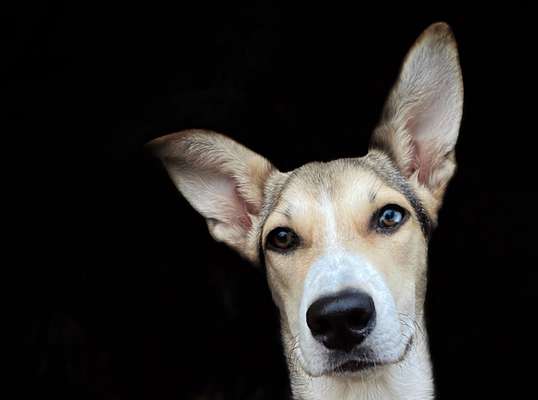 Fotochallange Nr. 57     PORTRÄT.   Beendet!!!!!!!!-Beitrag-Bild