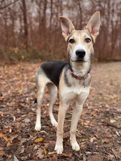 Nordische Hütehunde - Husky-Schäferhund-Mixe und ähnliches-Beitrag-Bild