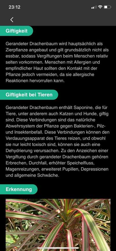 Giftig für Hunde?! Lasst uns alle mal zusammentragen was giftig ist! Schwarmintelligenz!-Beitrag-Bild