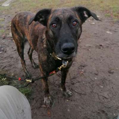 Hundetreffen-Bisschen Hund Hund sein lassen. Mein Mädel mag nur keine andere Mädels