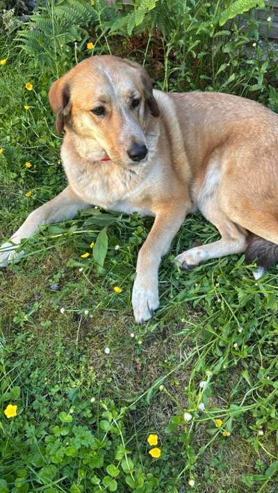 Hundetreffen-Bérénice sucht Spielfreunde in Wachtberg Niederbachem-Bild