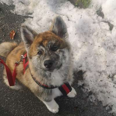 Hundetreffen-Dorney Wald