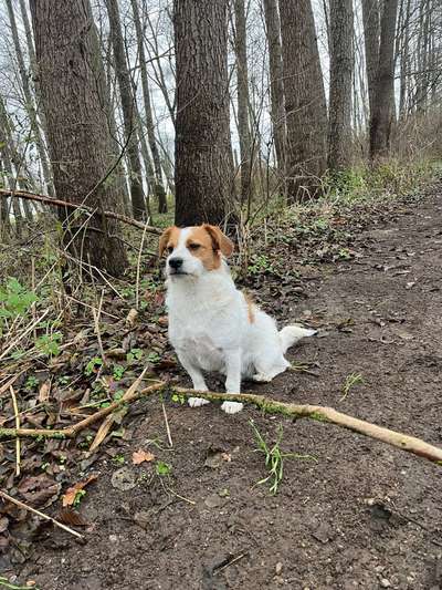 Hundetreffen-Hundefreilauf Uelzen-Bild
