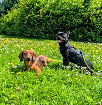 Hundetreffen-Gemeinsame Gassie Runden in Gohlis-Bild