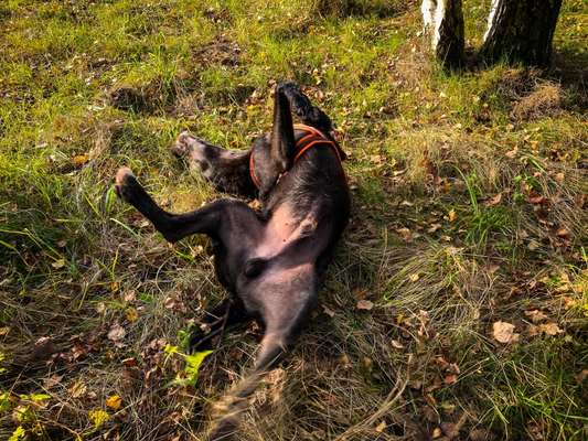 Die Dogorama Wochen Challenge-Beitrag-Bild