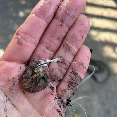 Giftköder-Mit Angelhaken praparierte Köder-Bild